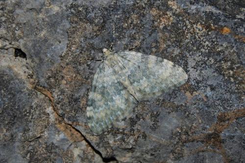 Réf. 200 163 : Entephria nobiliaria